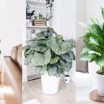5 jolies plantes d’intérieur qui n’ont pas besoin de lumière