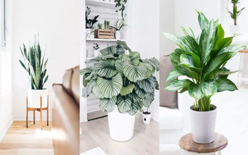 5 jolies plantes d’intérieur qui n’ont pas besoin de lumière