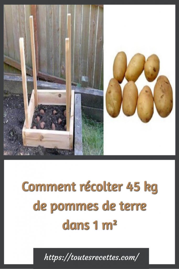 Comment récolter 45 kg de pommes de terre dans 1 m²