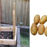 Comment récolter 45 kg de pommes de terre dans 1 m²
