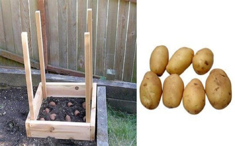 Comment récolter 45 kg de pommes de terre dans 1 m²