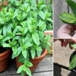 Voici 12 raisons pourquoi vous devriez planter la menthe chez vous