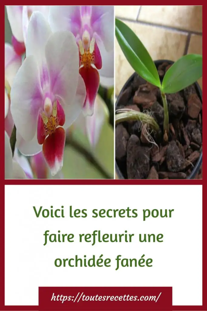 Voici les secrets pour faire refleurir une orchidée fanée