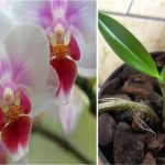 Voici les secrets pour faire refleurir une orchidée fanée