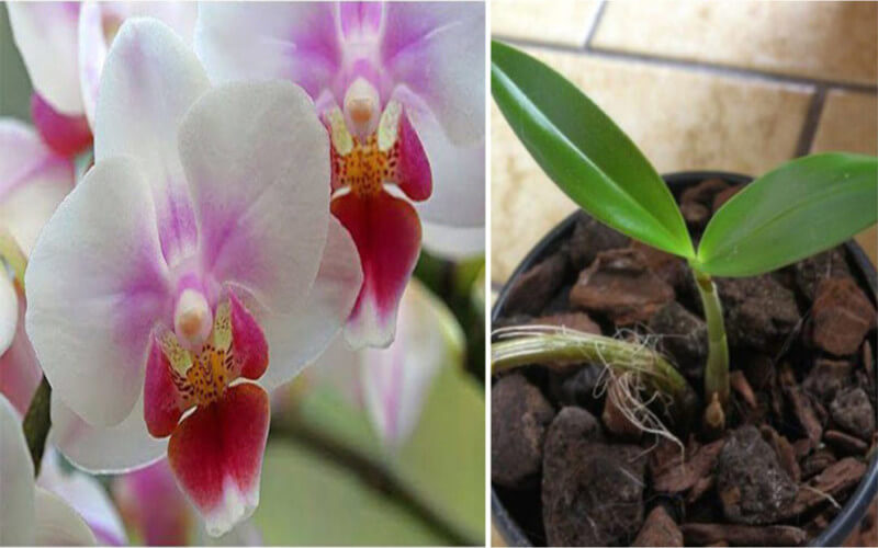 Voici les secrets pour faire refleurir une orchidée fanée