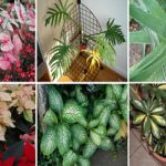 Top 10 des plantes mortelles que vous devriez retirer de votre maison immédiatement