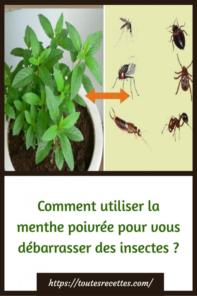 Comment utiliser la menthe poivrée pour vous débarrasser des insectes ?