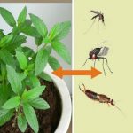 Comment utiliser la menthe poivrée pour vous débarrasser des insectes ?