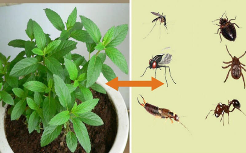 Comment utiliser la menthe poivrée pour vous débarrasser des insectes ?