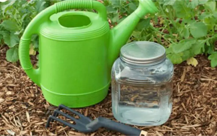 17 utilisations du bicarbonate de soude dans le jardin