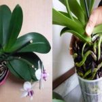 Pourquoi les racines de l’orchidée débordent du pot