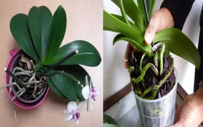 Pourquoi les racines de l’orchidée débordent du pot