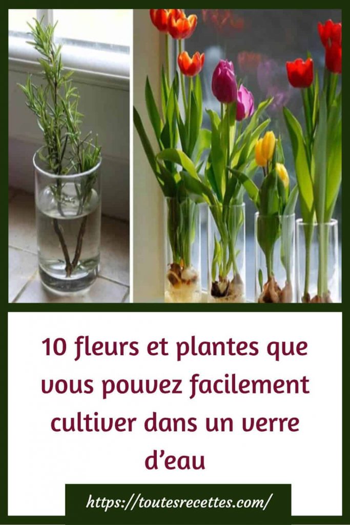 10 fleurs et plantes que vous pouvez facilement cultiver dans un verre d’eau pour que votre maison sente toujours bon