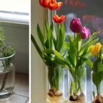 10 fleurs et plantes que vous pouvez facilement cultiver dans un verre d’eau pour que votre maison sente toujours bon