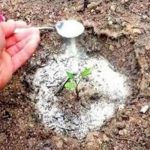 10 utilisations de bicarbonate de soude dans le jardin