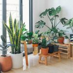 5 idées de jardin intérieur si vous n’avez pas de balcon ni de terrasse
