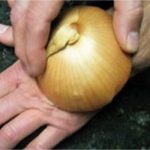 8 manières d'utiliser l’oignon: un médicament naturel