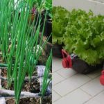 Cultivez 12 aliments avec de simples bouteilles en plastique