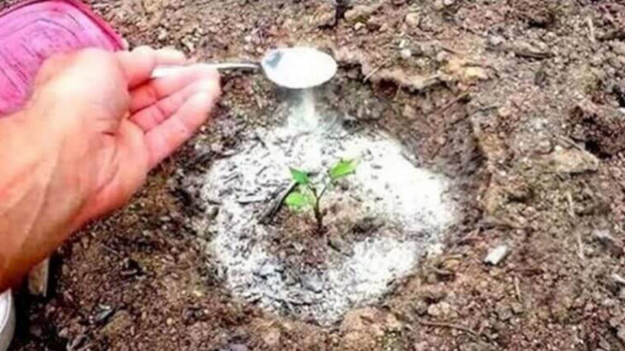 Le Bicarbonate De Soude Voici 10 Utilisations Astucieuses Dans Le Jardin Toutes Recettes